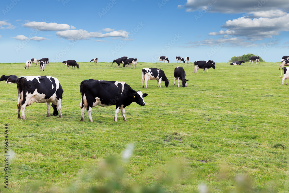 Perfect farm cows on a green meadow Perfect farm cows on a green meadow