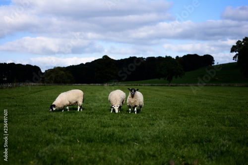 A flock of sheep in a field in rural England