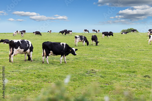 Perfect farm cows on a green meadow