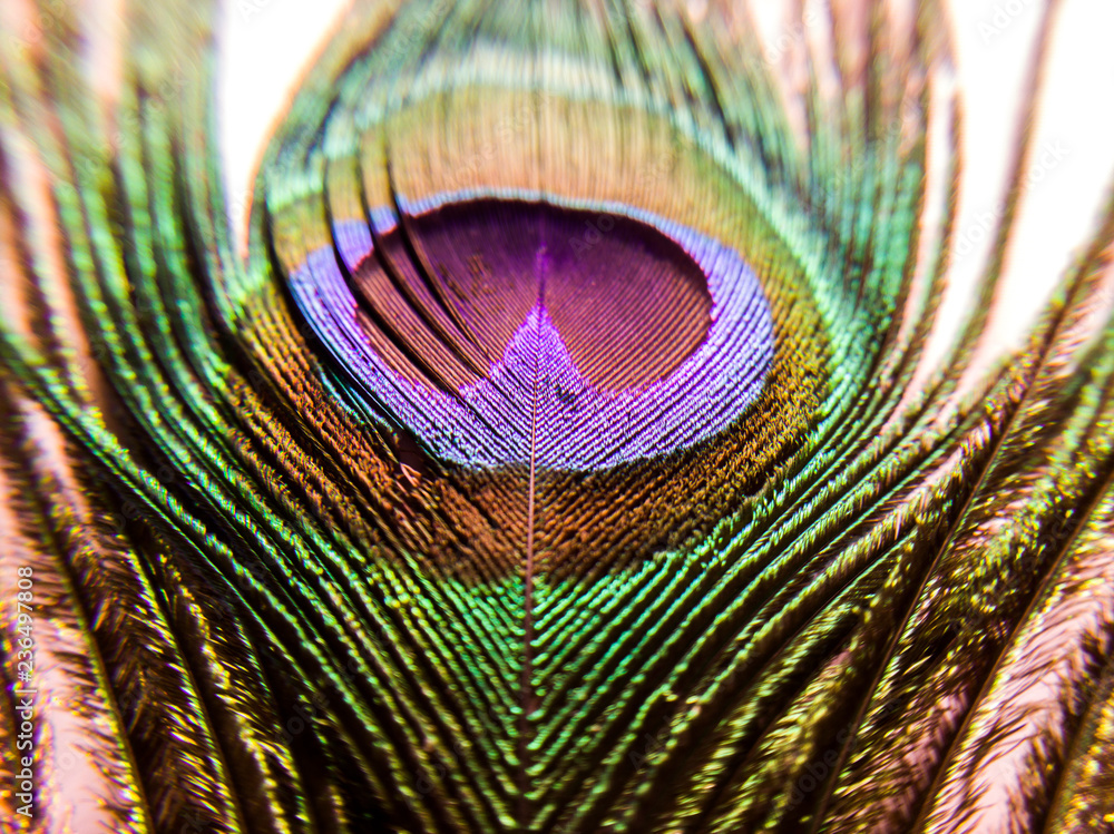 Obraz premium Green peacock feather 