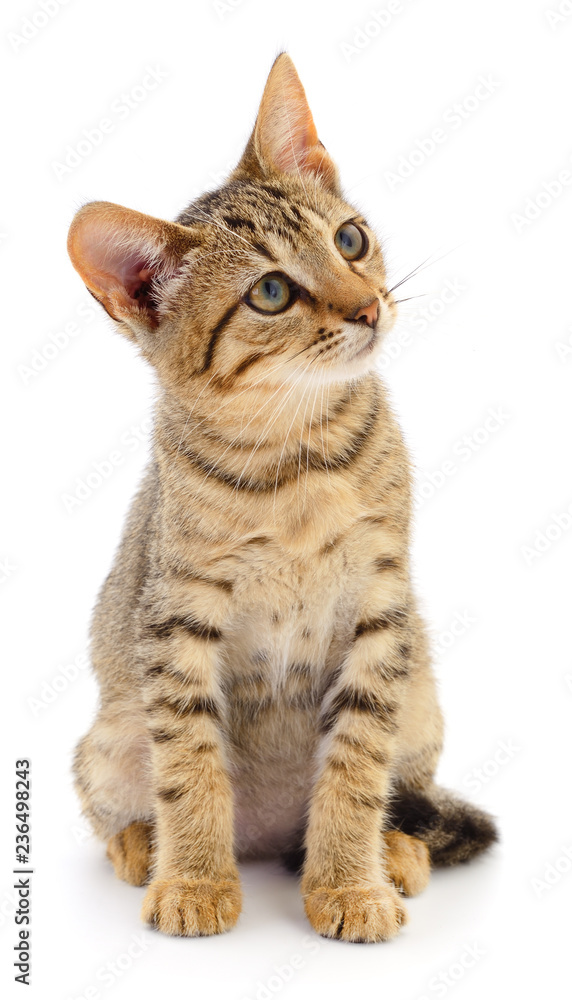 Obraz premium Kitten on white background.