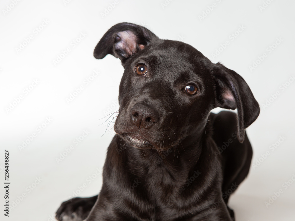 Close up of young black puppy isolated on white background