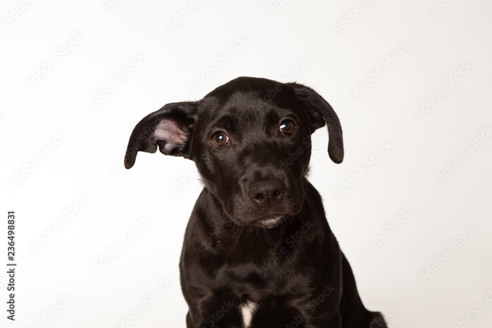 Small black puppy on white background