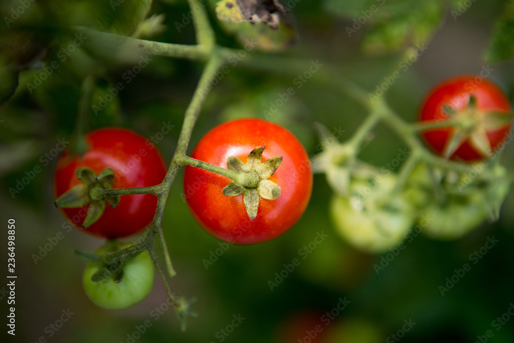 A look from the top to two red tomatoes.