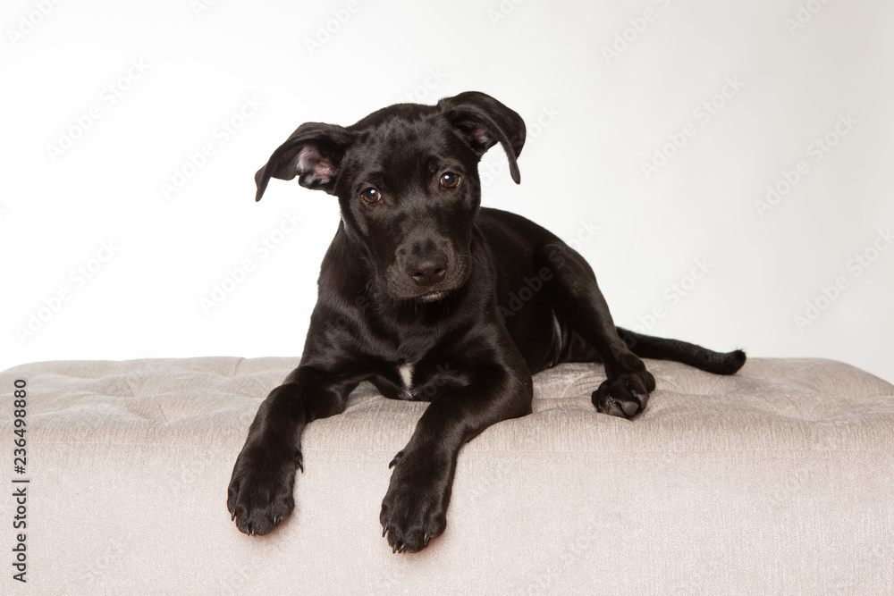 Portrait of young black puppy on white background