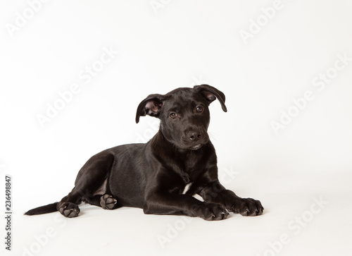 Portrait of isolated black puppy on white background