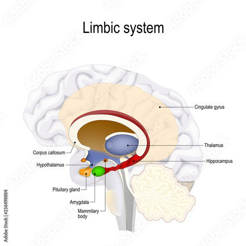 human brain. limbic system photo