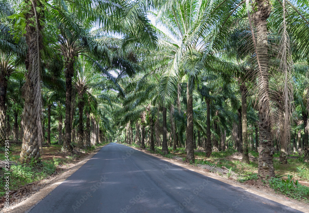 African oil palm plantation in Thailand Asia African oil palm plantation in Thailand Asia