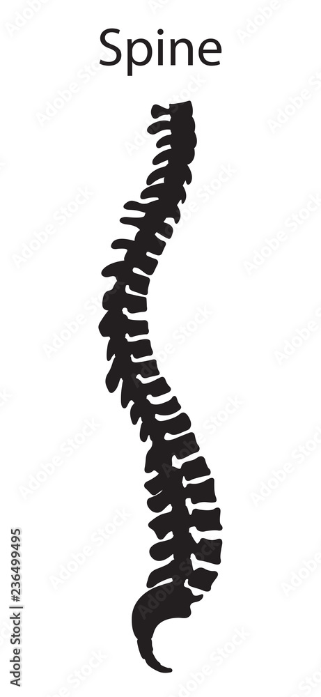 Vector illustration of human spine