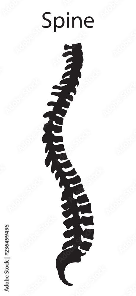 Vector illustration of human spine Vector illustration of human spine