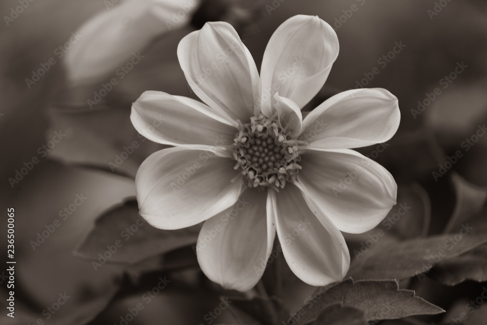 Close up of White zinnia(Zinnia angustifolia), Daisy with a shiny yellow circle Close up of White zinnia(Zinnia angustifolia), Daisy with a shiny yellow circle