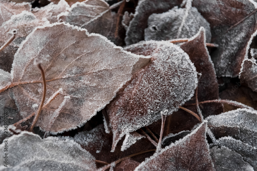frozen autumn leaves brown for background frozen autumn leaves brown for background