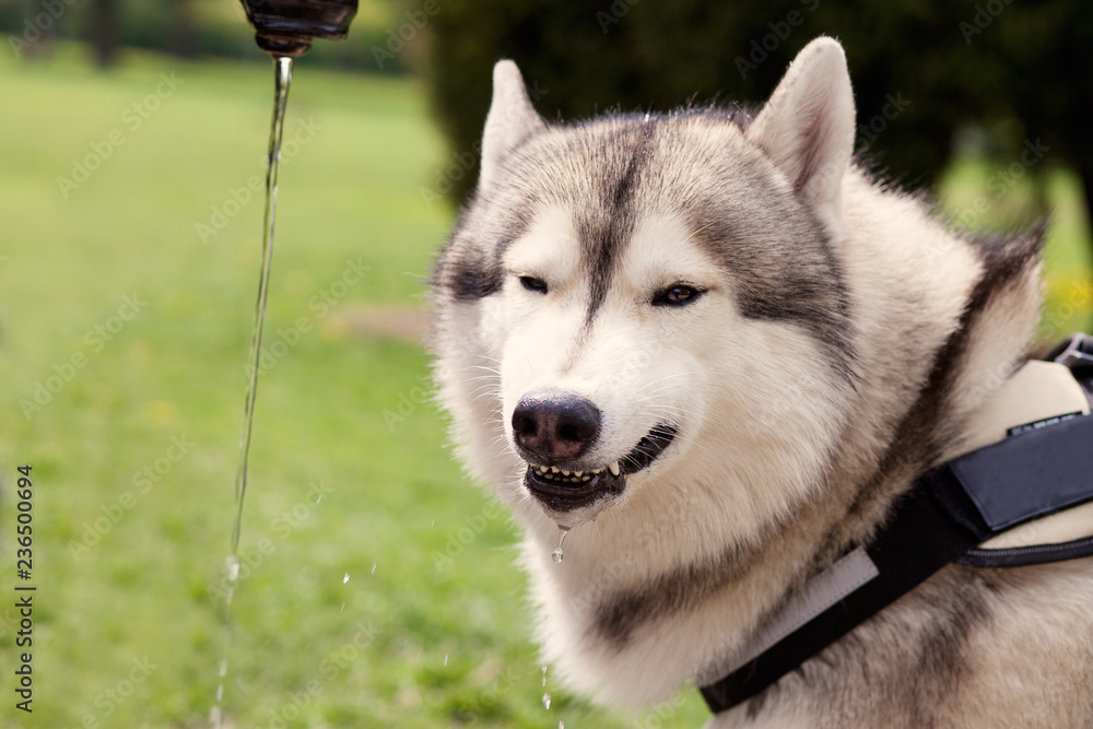 Husky sipping water from water fountain in the park. Funny dog face. Husky sipping water from water fountain in the park. Funny dog face.