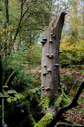 Wallpaper Mural Fröruper Berge bei Flensburg in Schleswig-Holstein. Torontodigital.ca