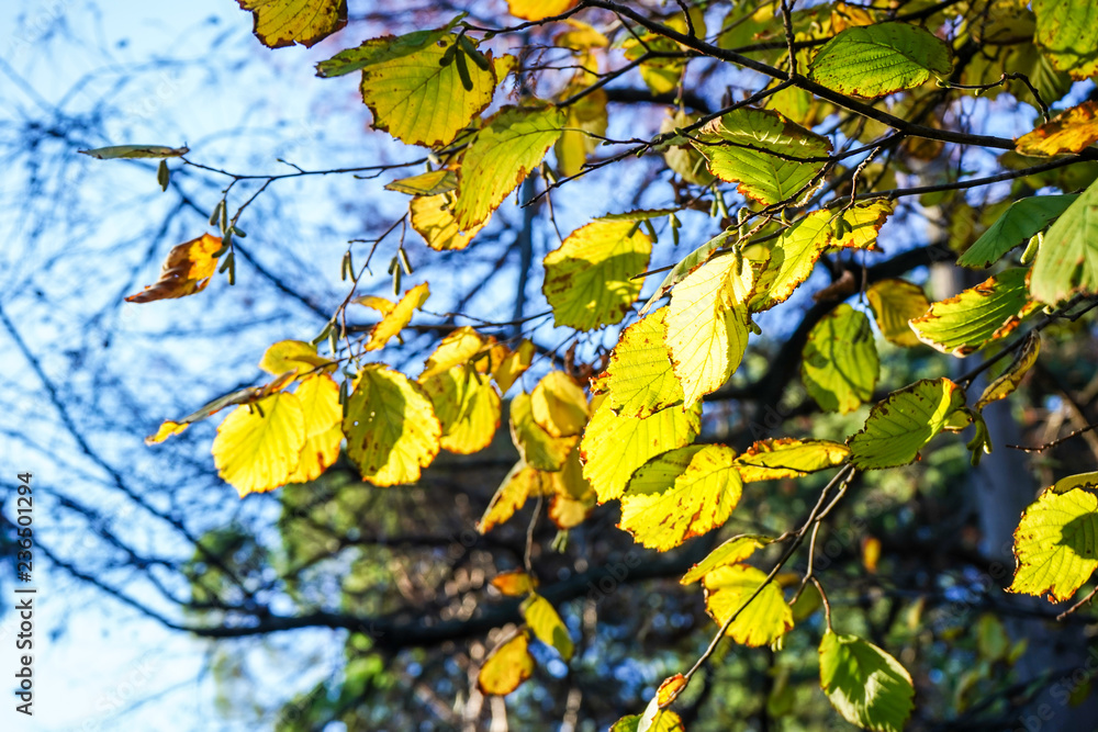 Obraz premium yellow foliage
