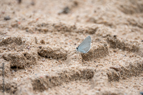 White butterfly in the sand