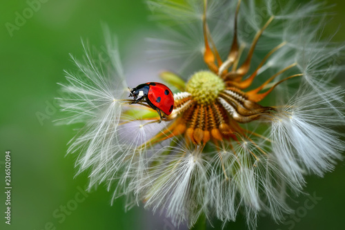 Ladybug on dandelion defocused background © blackdiamond67