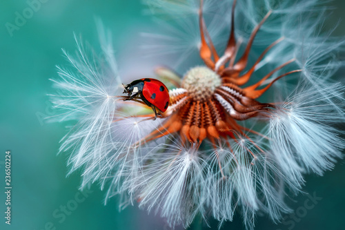 Ladybug on dandelion defocused background © blackdiamond67