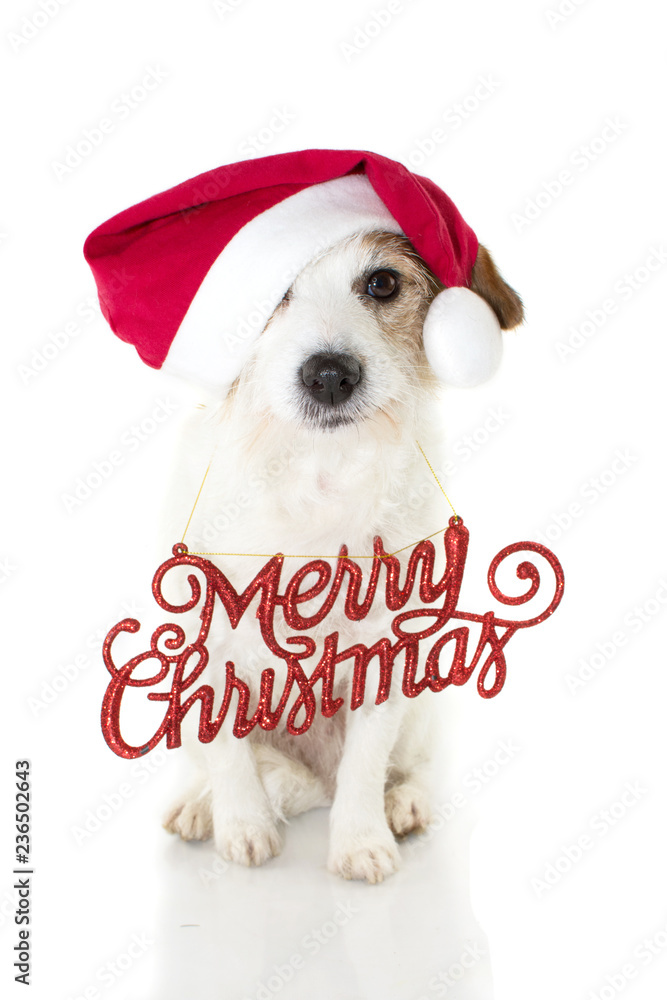 CHRISTMAS DOG PORTRAIT. FUNNY JACK RUSSELL PUPPY WEARING RED SANTA CLAUS  HAT AND A MERRY CHRISTMAS SIGN. LOOKING AT CAMERA MAKING A FACE. ISOLATED  SHOT AGAINT WHITE BACKGROUND. Stock Photo | Adobe