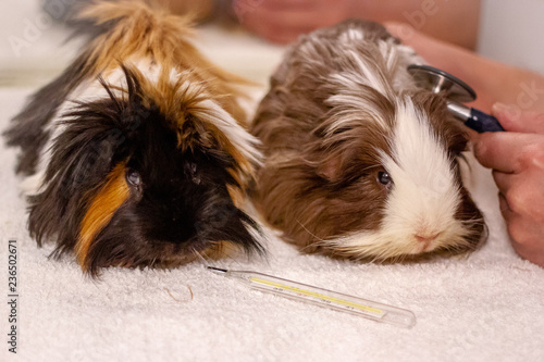 Tierarzt - Meerschweinchen  photo