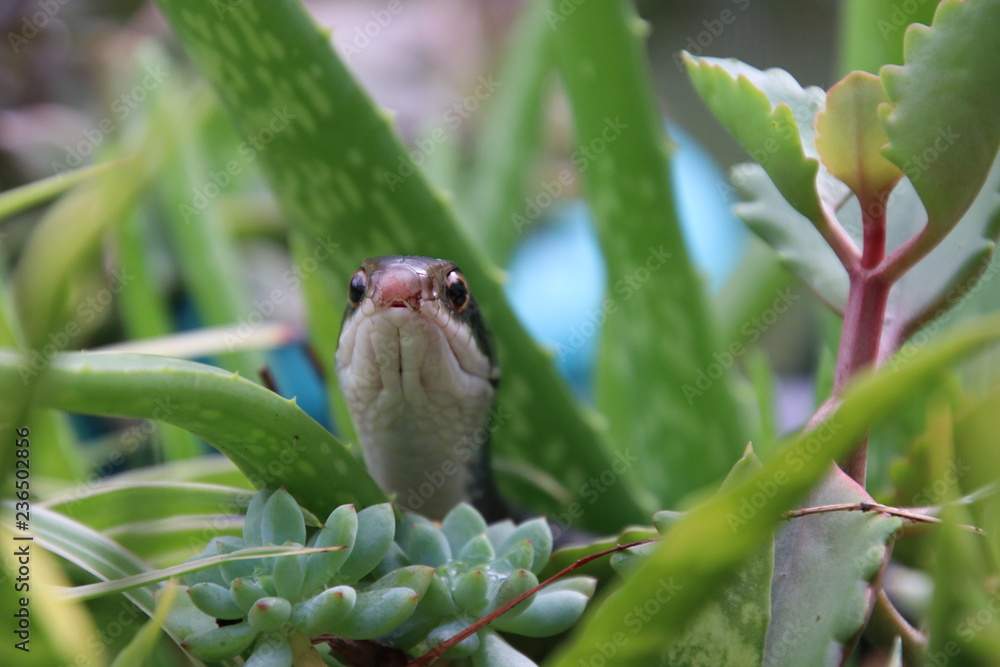 Black racer snake face peeking looking out from green succulent plant leaves in patio garden. Black racer snake face peeking looking out from green succulent plant leaves in patio garden.