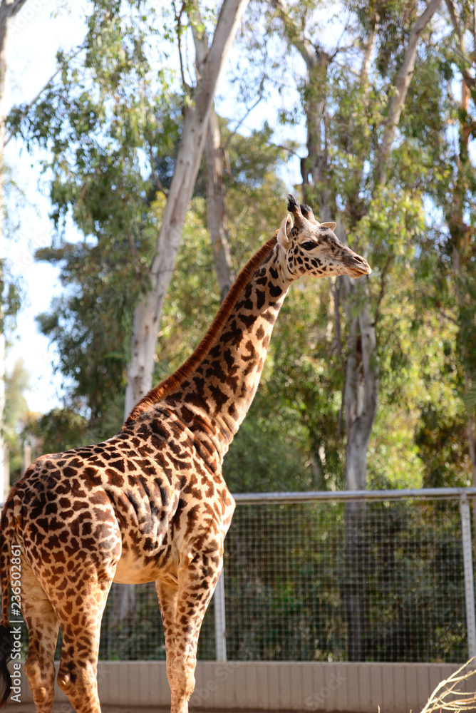 Obraz premium Giraffe