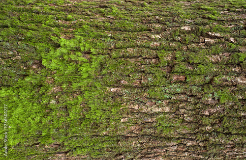 Relief texture of the brown bark of a tree with green moss on it. Photo of a tree bark texture. Relief creative texture of an old oak bark.