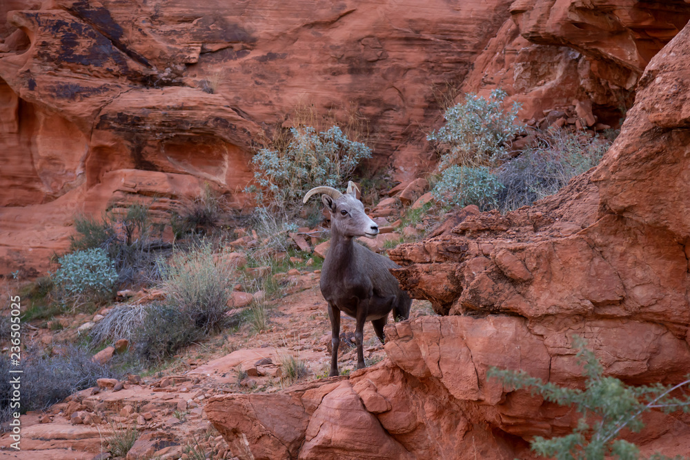 A female Desert Bighorn Sheep in the Valley of Fire State Park. Taken in Nevada, United States.