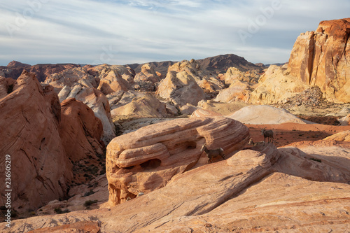 A family of female Desert Bighorn Sheep in Valley of Fire State Park. Taken in Nevada, United States.