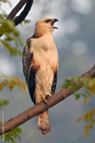 Young changeable hawk eagle or crested hawk eagle (Nisaetus cirrhatus) a bird of prey in Jim Corbett National Park, India.