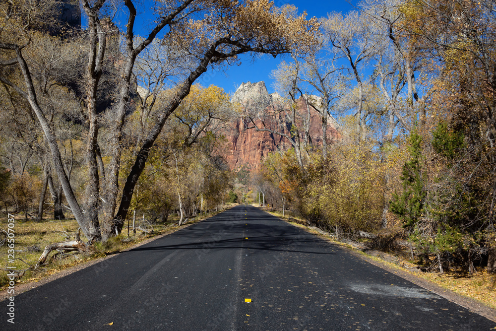 Fototapeta premium Scenic road in the Canyons during a sunny day in Fall Season. Taken in Zion National Park, Utah, United States.