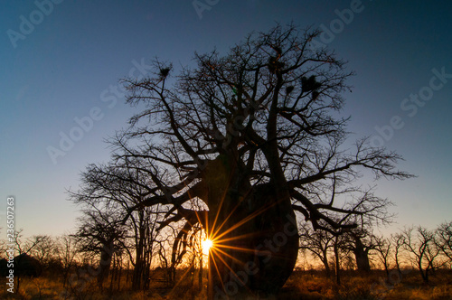 Baobab tree (Adansonia digitata) Makgadigadi Pans at Gweta in Botswana. photo