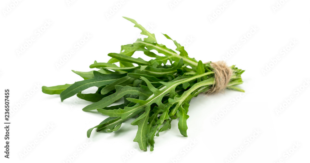 bunch of cilantro on a white background bunch of cilantro on a white background
