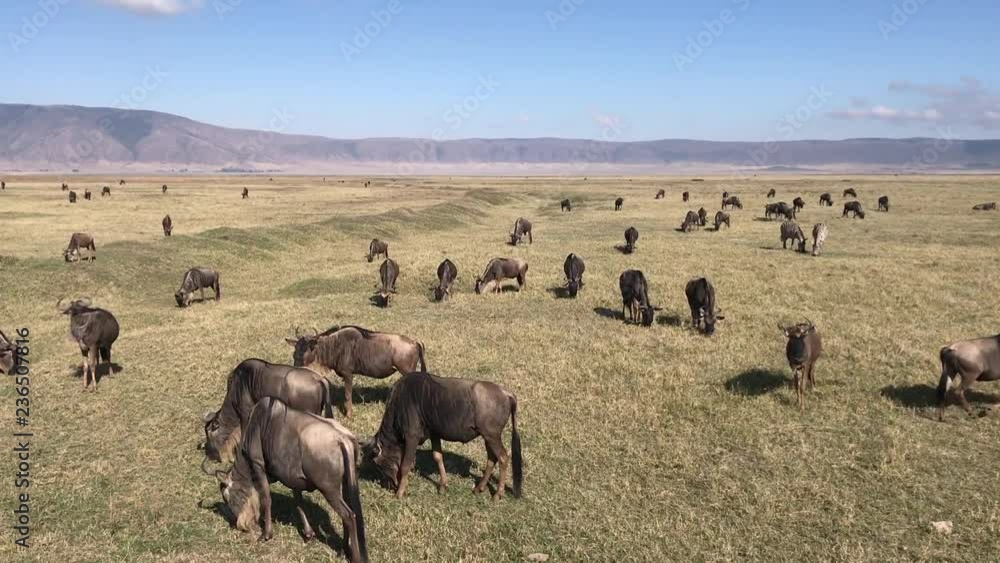 Wildebeest feeding on grass in Tanzania Wildebeest feeding on grass in Tanzania