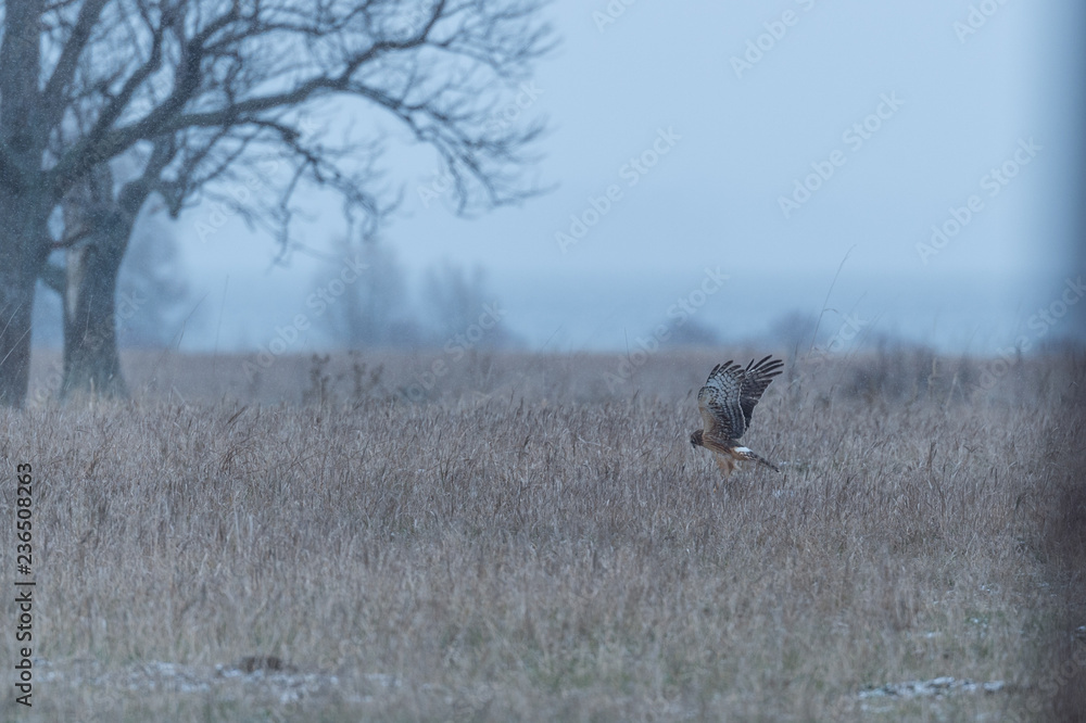 bird hunting for food bird hunting for food