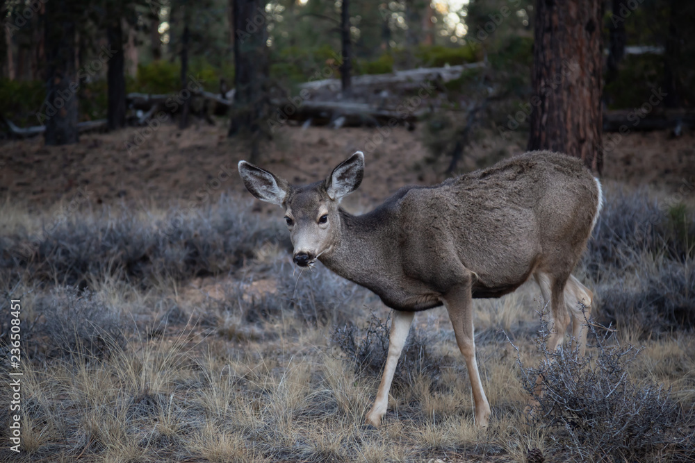 Young female mule deer in the forest. Taken in Bryce Canyon National Park, Utah, United States. Young female mule deer in the forest. Taken in Bryce Canyon National Park, Utah, United States.