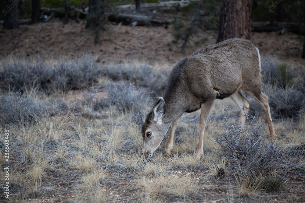 Young female mule deer in the forest. Taken in Bryce Canyon National Park, Utah, United States.