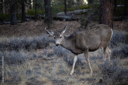 Young female mule deer in the forest. Taken in Bryce Canyon National Park  Utah  United States.