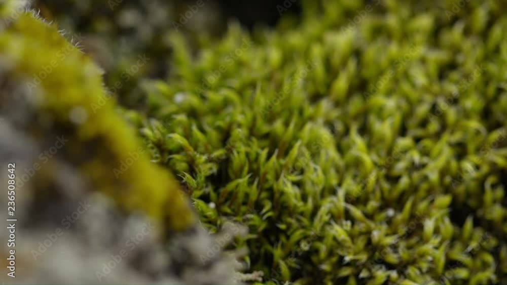 Single Area Video Focus of Grass and Moss, Iceland Single Area Video Focus of Grass and Moss, Iceland