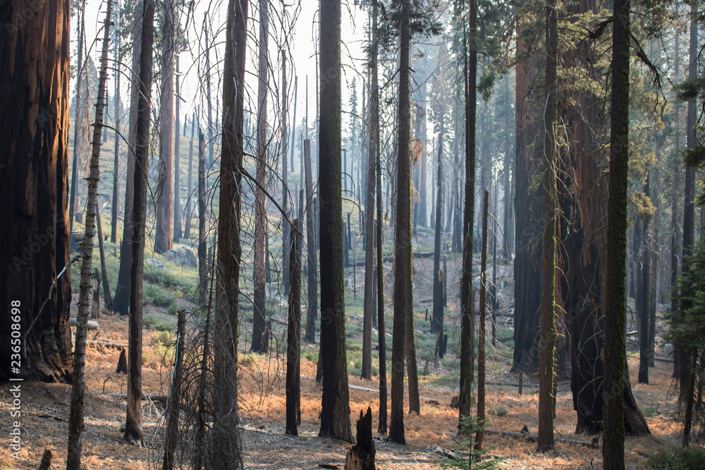 Aftermath of Fire in Forest with Burned Tree Grove Aftermath of Fire in Forest with Burned Tree Grove