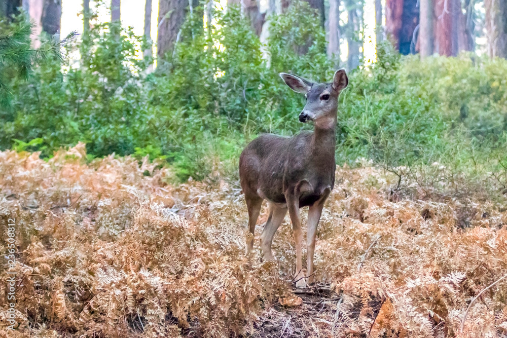 California Mule Deer in Sierra Nevada Mountains California Mule Deer in Sierra Nevada Mountains