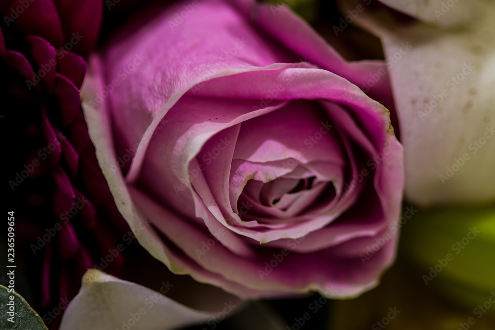 macro pink rose macro pink rose