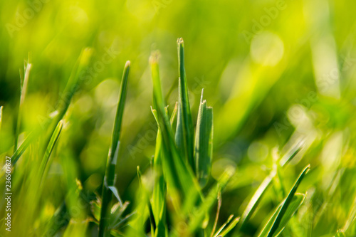 macro grass with bokeh background