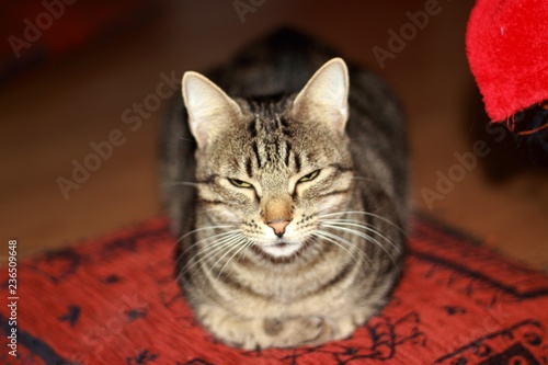 Cat with Tiger Stripes and Happy Eyes Resting © Mario Photography