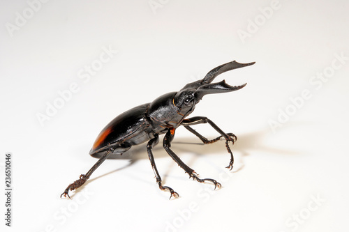 Roter Hirschkäfer (Hexarthrius parryi) Fighting Giant Stag Beetle photo