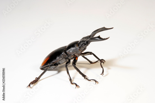 Roter Hirschkäfer (Hexarthrius parryi) Fighting Giant Stag Beetle