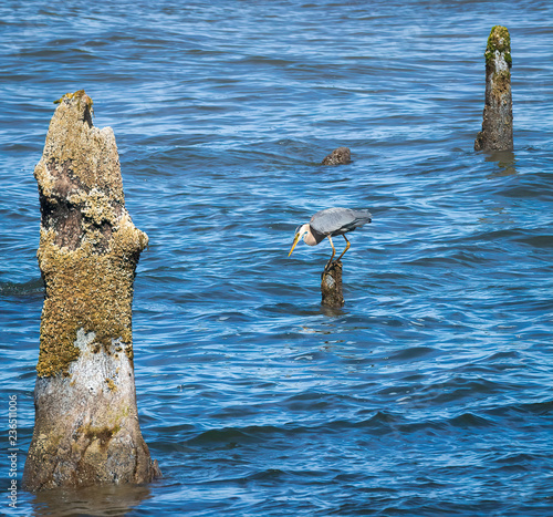 Blue heron fishing on ocean tree stump