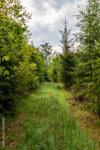 green summer foliage details abstract background