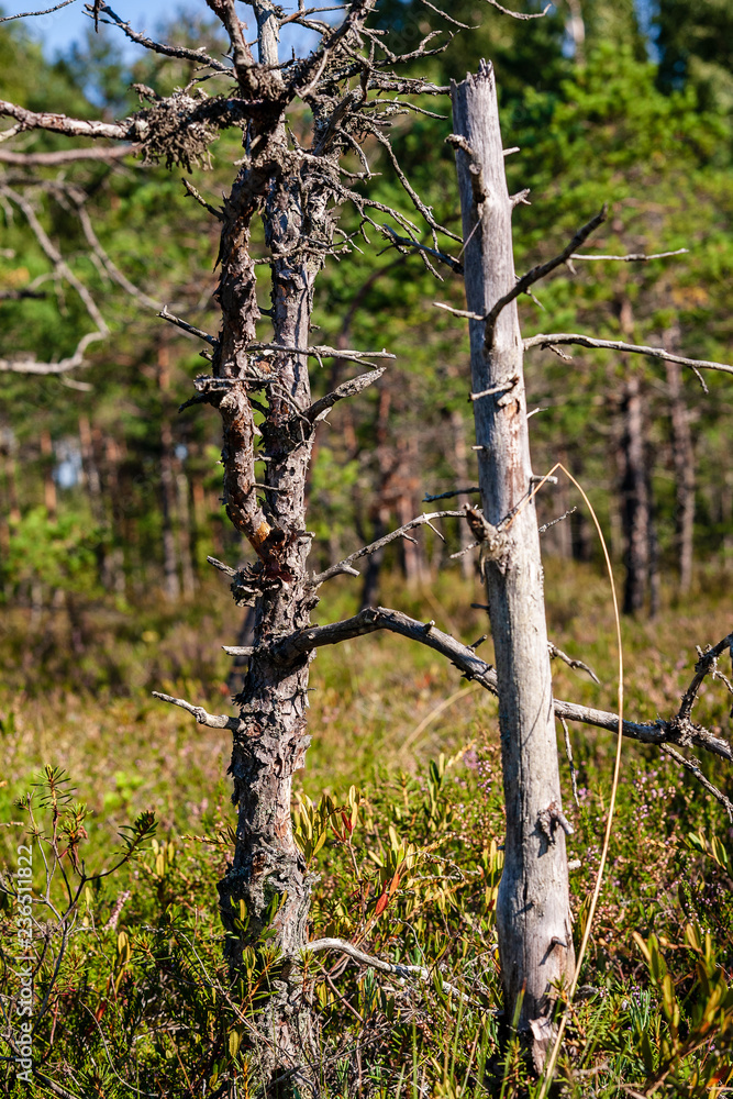 Fototapeta premium pine tree trunks and branches with green needles in swamp area