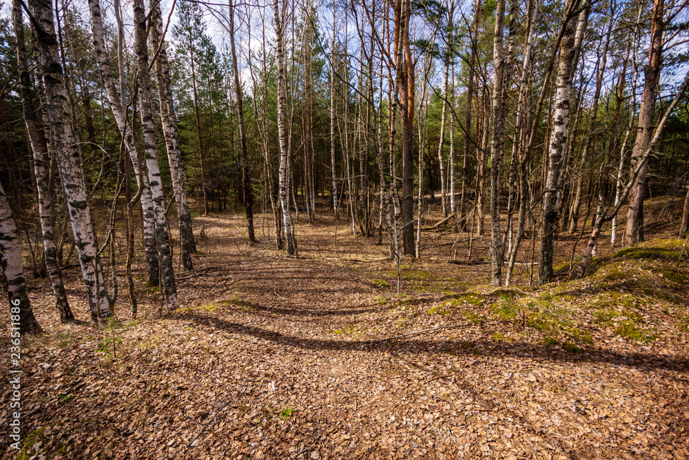 wet empty forest in early spring trees without leaves wet empty forest in early spring trees without leaves